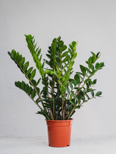 Zamia - Vaso 21cm