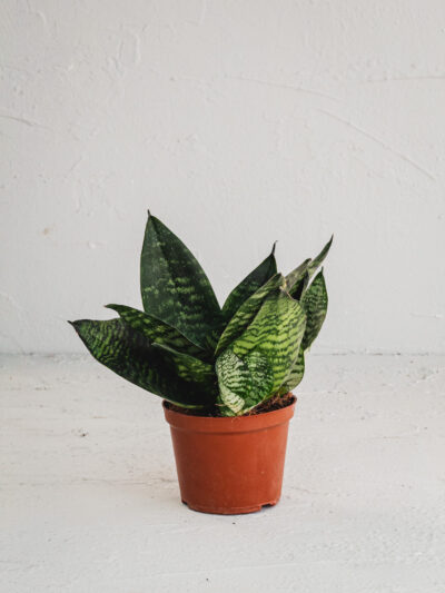Sansevieria "Hahnii"  - Vaso 11cm