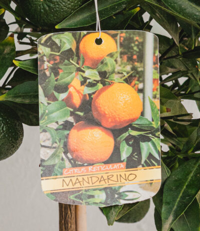 Mandarino  - Vaso 22cm