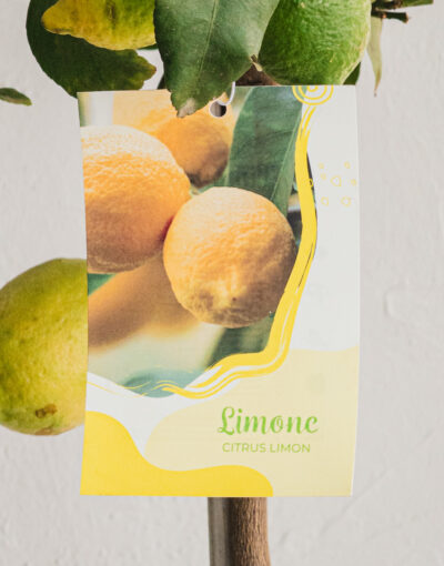Limone  - Vaso 22cm