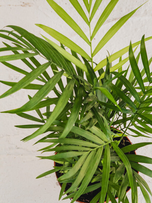 Chamaedorea elegans  - Vaso 12cm - immagine 3