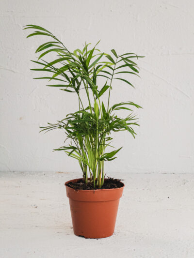 Chamaedorea elegans  - Vaso 12cm