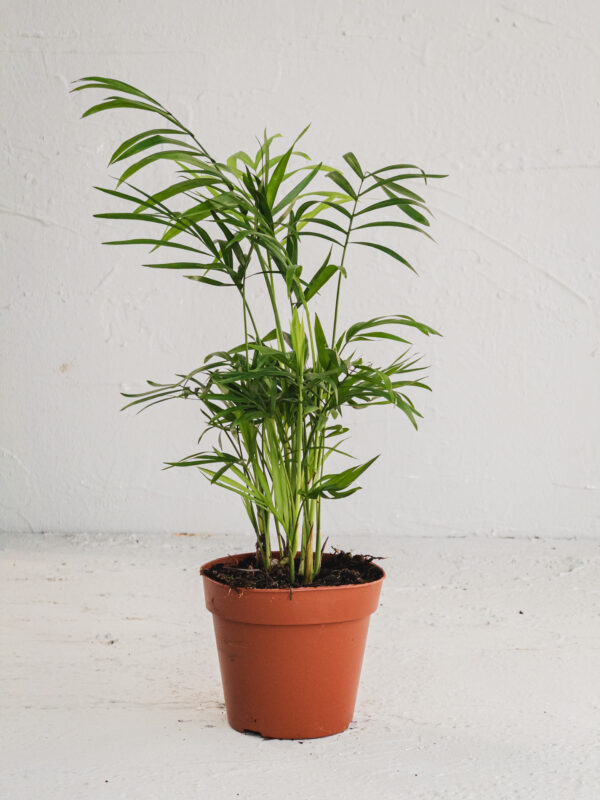 Chamaedorea elegans  - Vaso 12cm