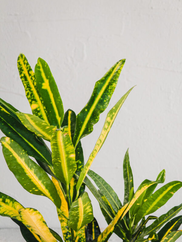 Croton Variegato "Sunny star" - Vaso 12cm - immagine 3