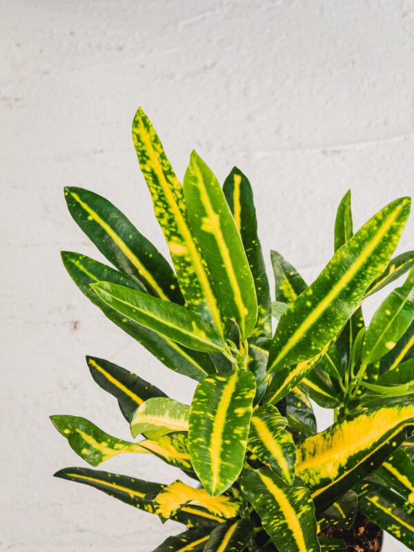 Croton Variegato "Sunny star" - Vaso 12cm - immagine 2