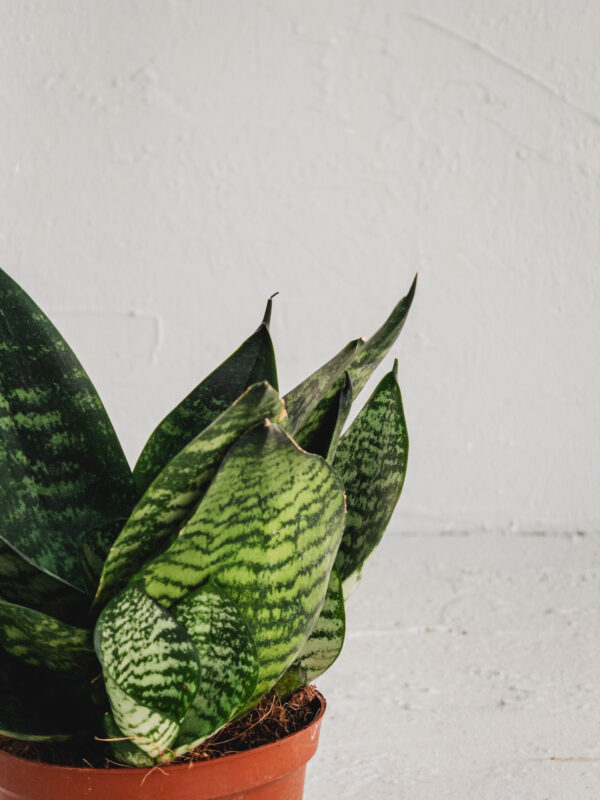 Sansevieria "Hahnii"  - Vaso 11cm - immagine 2