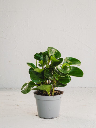 Peperomia - Vaso 12cm