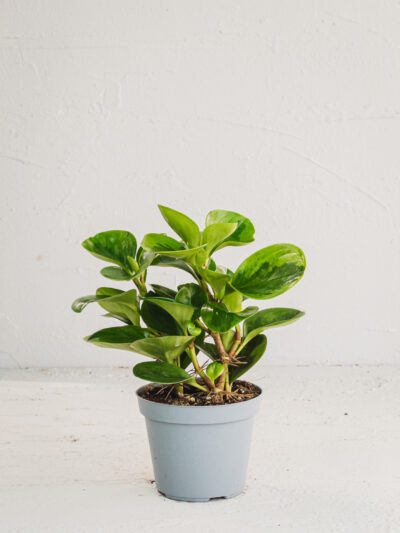 Peperomia Variegata - Vaso 12cm