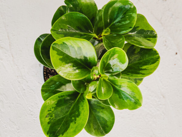 Peperomia Variegata - Vaso 12cm - immagine 3