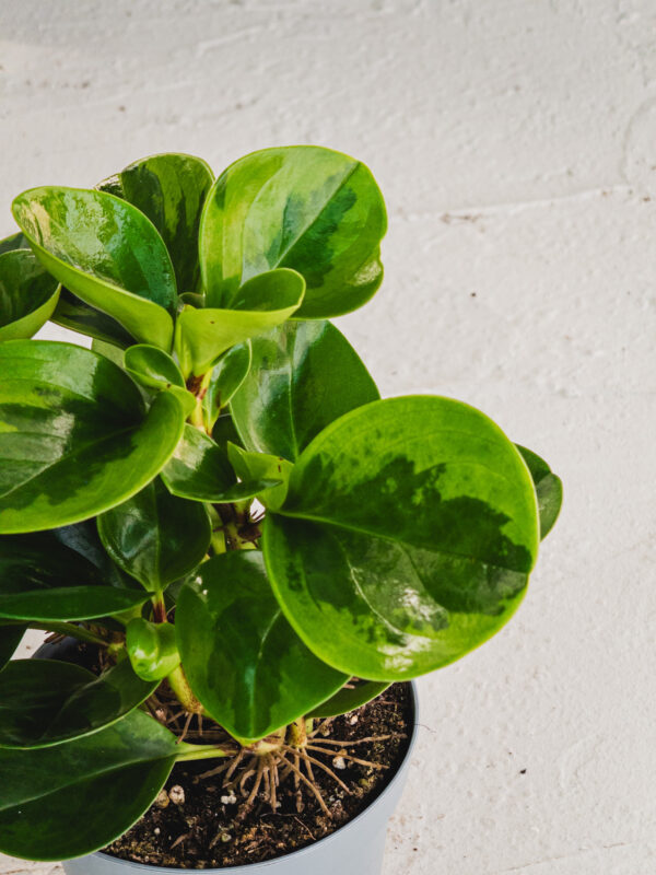 Peperomia Variegata - Vaso 12cm - immagine 2