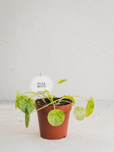 Pilea peperomoides "Mojito" - Pianta delle monete - Vaso 13cm