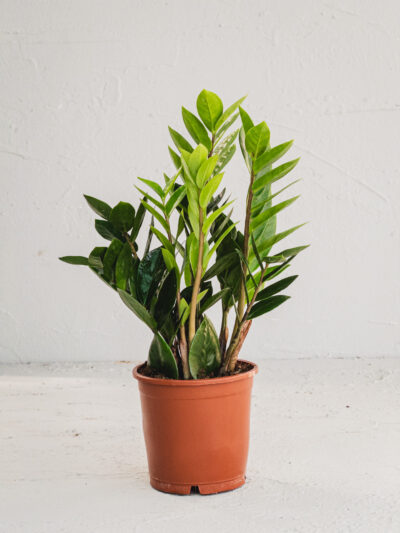 Zamia v12
