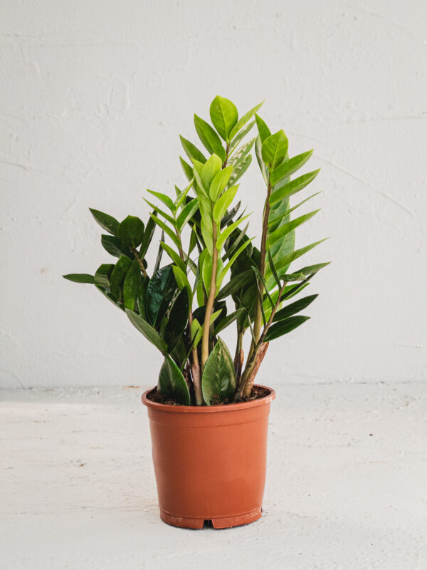 Zamia v12