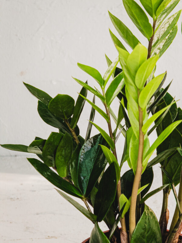 Zamia - Vaso 12cm - immagine 2