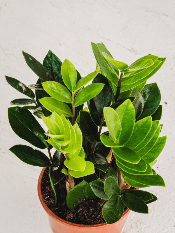 Zamia - Vaso 12cm - immagine 3