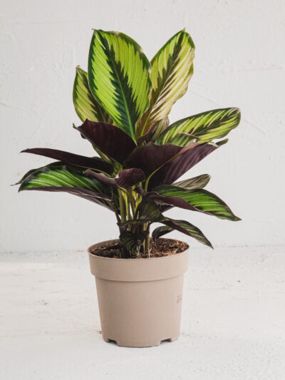 Calathea v14