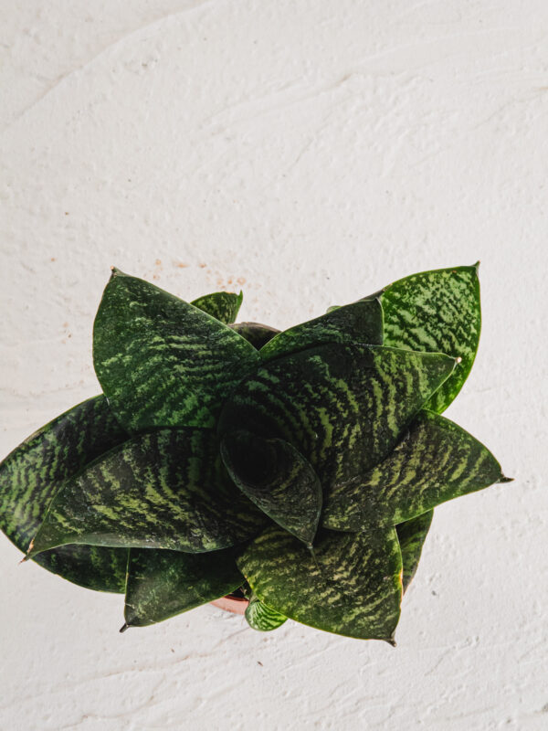 Sansevieria "Hahnii"  - Vaso 11cm - immagine 3