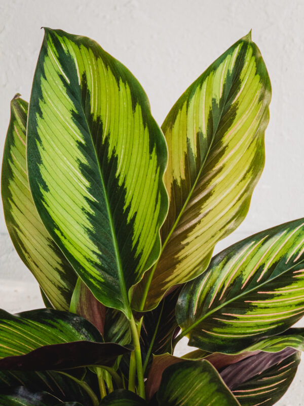 Calathea  - Vaso 14cm - immagine 2