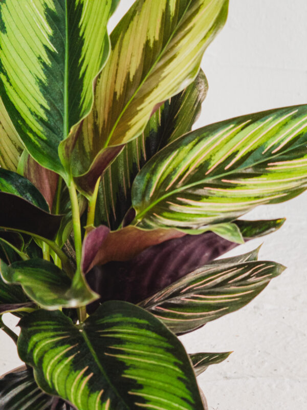 Calathea  - Vaso 14cm - immagine 3