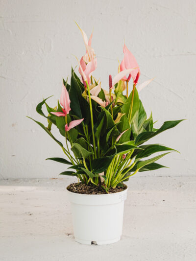 Anthurium lilli