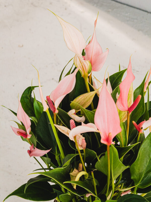 Anthurium Lilli - Vaso 12cm - immagine 3