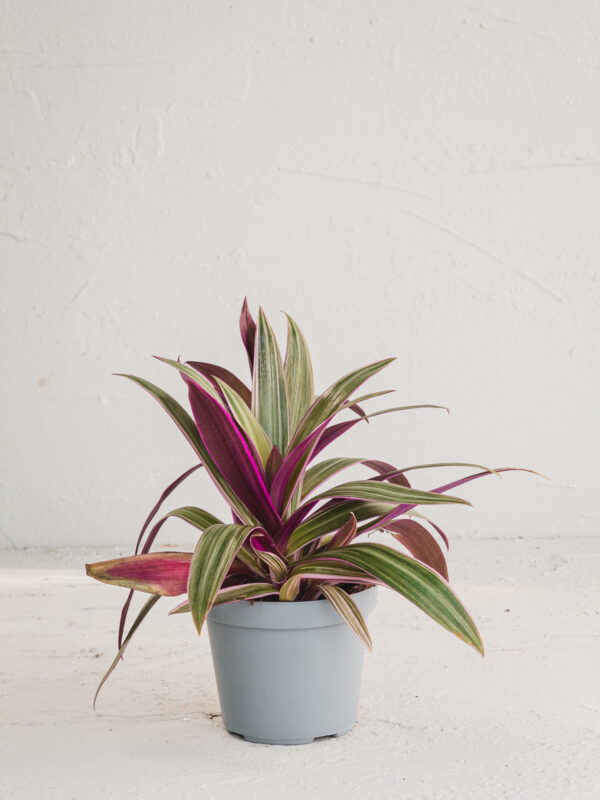 Tradescantia Spartana - Vaso 12cm