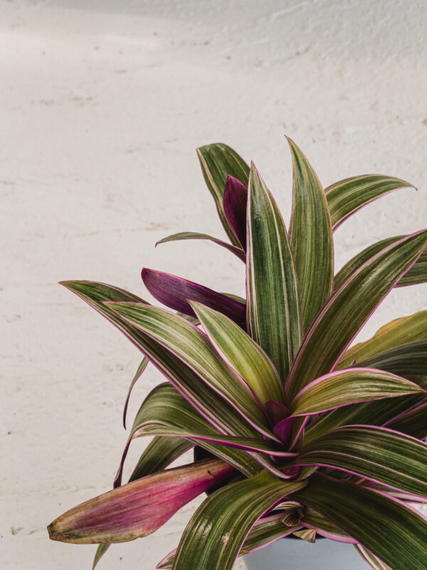 Tradescantia Spartana - Vaso 12cm - immagine 2