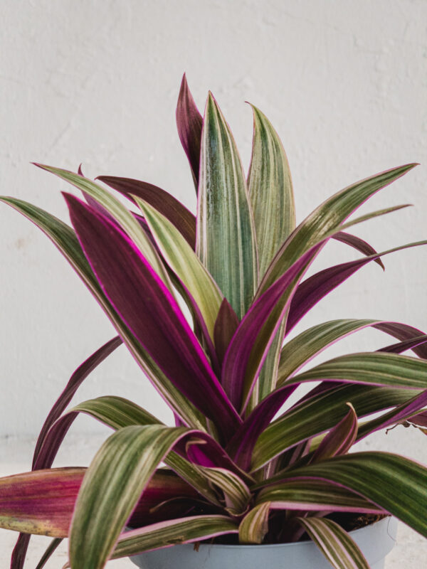 Tradescantia Spartana - Vaso 12cm - immagine 3