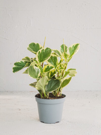 Peperomia Variegata - Vaso 12cm