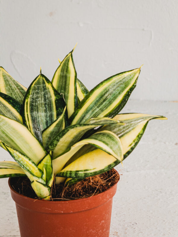 Sansevieria "Golden Hahnii" - Vaso 11cm - immagine 2