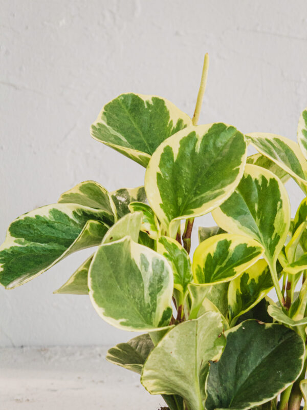 Peperomia Variegata - Vaso 12cm - immagine 3
