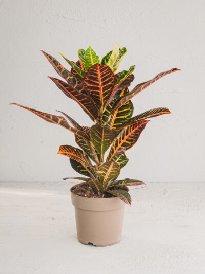croton excellent v17