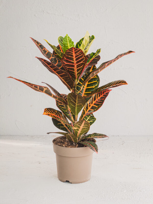 croton excellent v17