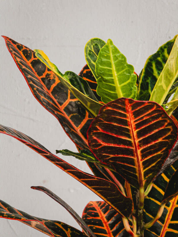 Croton Excellent - Vaso 17cm - immagine 2