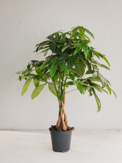 Pachira acquatica v17