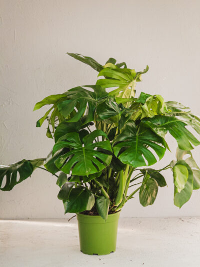 pianta in vaso Monstera v24cm