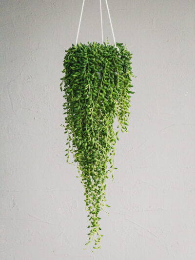 Senecio herreianus - Pianta Rosario - Vaso 17cm