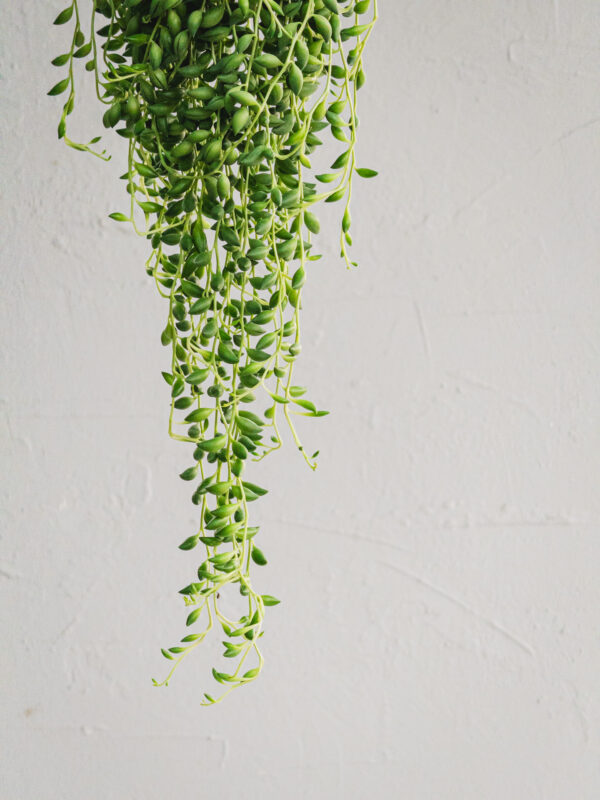 Senecio herreianus - Pianta Rosario - Vaso 17cm - immagine 3