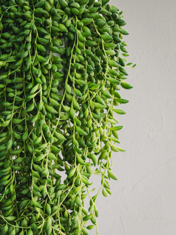 Senecio herreianus - Pianta Rosario - Vaso 17cm - immagine 2