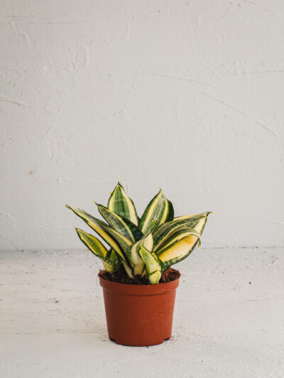 Sansevieria "Golden Hahnii" - Vaso 11cm