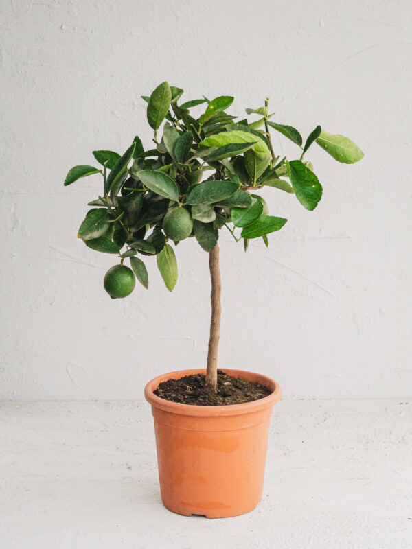 Lime  - Vaso 20cm - immagine 2