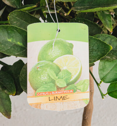 Lime  - Vaso 20cm