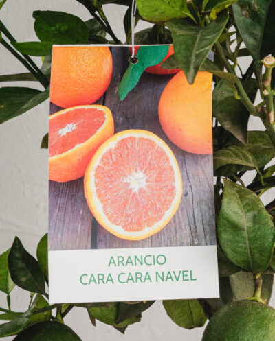 Arancio Cara Navel  - Vaso 20cm