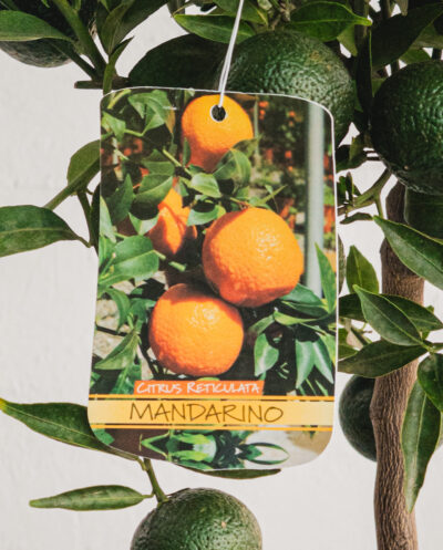 Mandarino  - Vaso 20cm