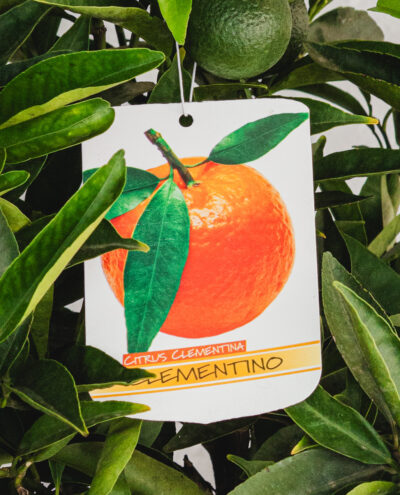 Mandarino Clementino  - Vaso 20cm