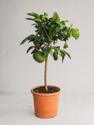 Pompelmo Rosa  - Vaso 20cm