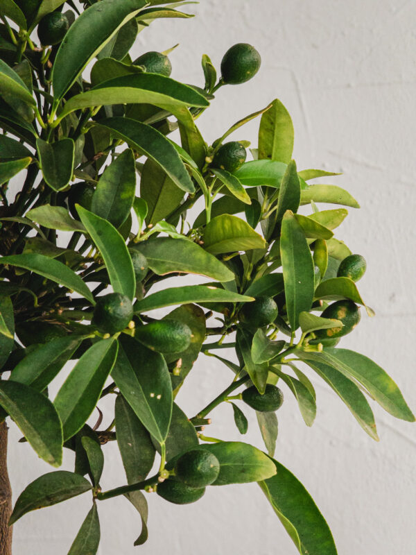 Kumquat - Vaso 20cm - immagine 3