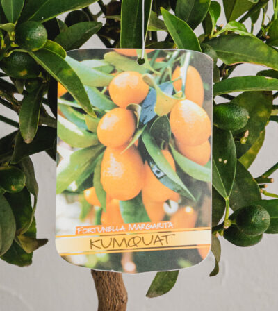 Kumquat - Vaso 20cm