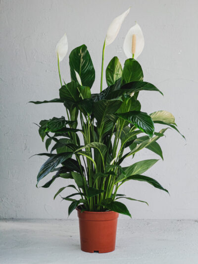Spathyfillum Bianco - Vaso 19cm