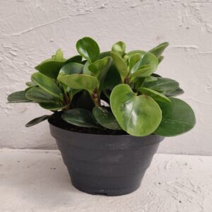 Peperomia - emily